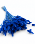 Dried Lagurus Bunny Tails Bunch - Blue - 50 Stems / 60 cm