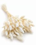 Dried Lagurus Bunny Tails Bunch - White - 50 Stems / 60 cm