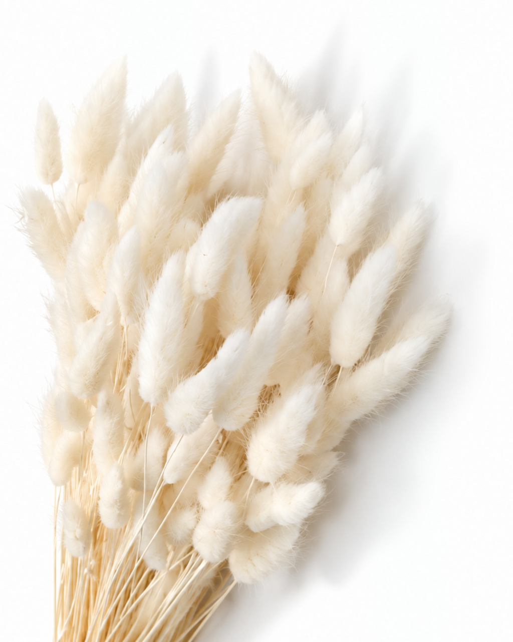 Dried Lagurus Bunny Tails Bunch - White - 50 Stems / 60 cm