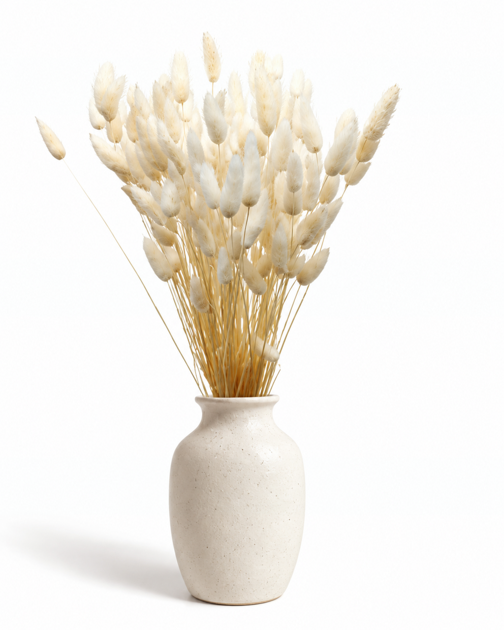Dried Lagurus Bunny Tails Bunch - White - 50 Stems / 60 cm
