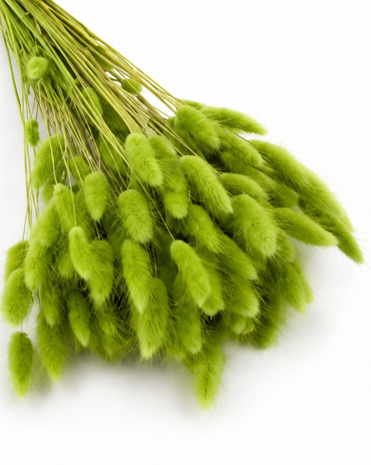 Dried Lagurus Bunny Tails Bunch - Green - 50 Stems / 60 cm