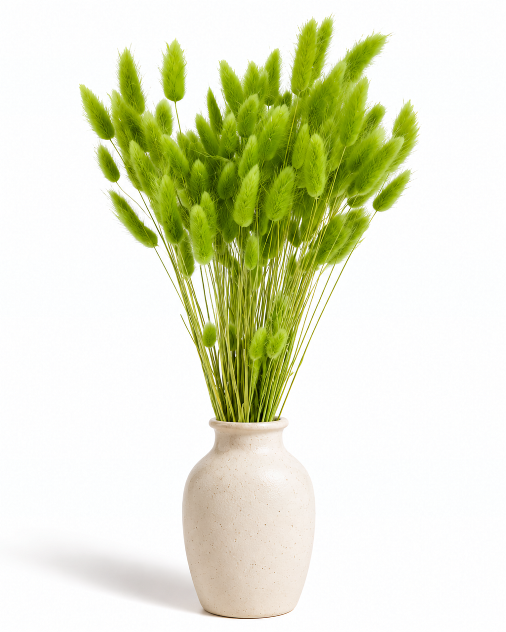 Dried Lagurus Bunny Tails Bunch - Green - 50 Stems / 60 cm