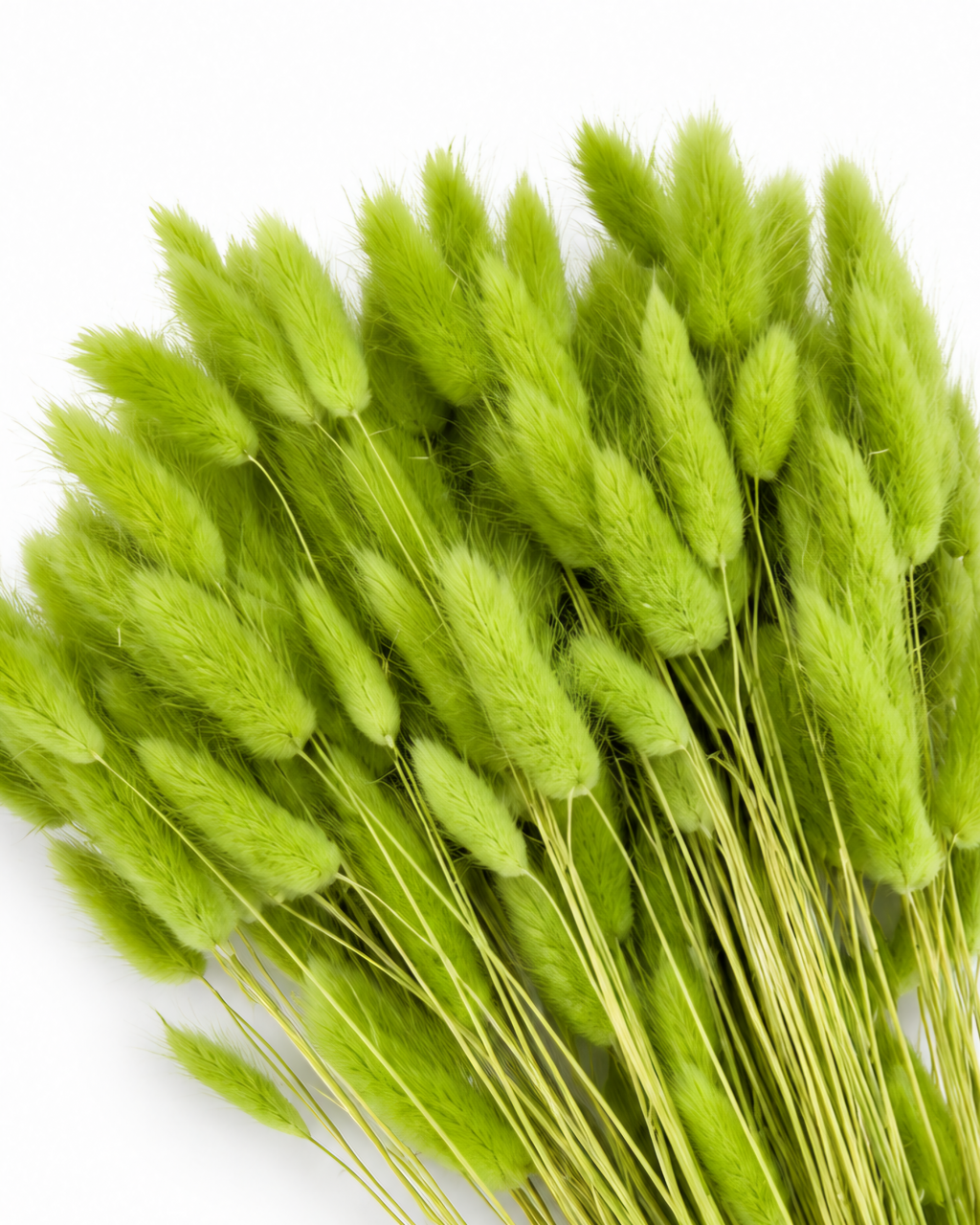 Dried Lagurus Bunny Tails Bunch - Green - 50 Stems / 60 cm