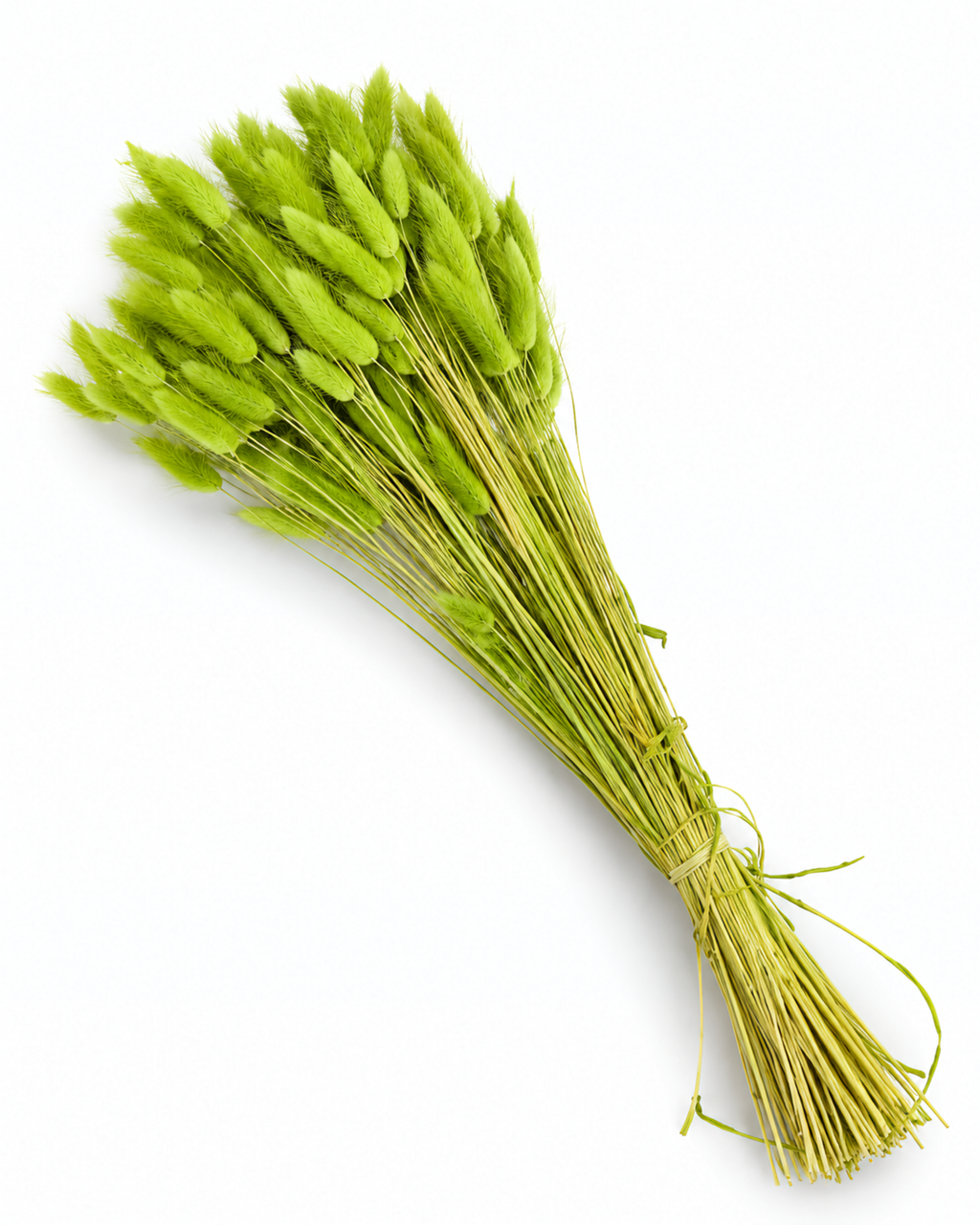 Dried Lagurus Bunny Tails Bunch - Green - 50 Stems / 60 cm