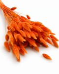 Terracotta Lagurus Stems, Preserved Bunny Tails Bundle