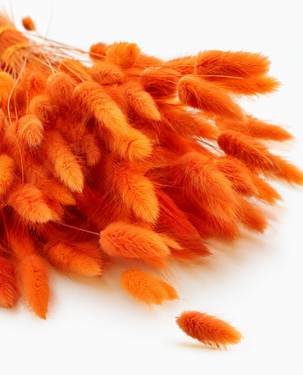 Terracotta Lagurus Stems, Preserved Bunny Tails Bundle