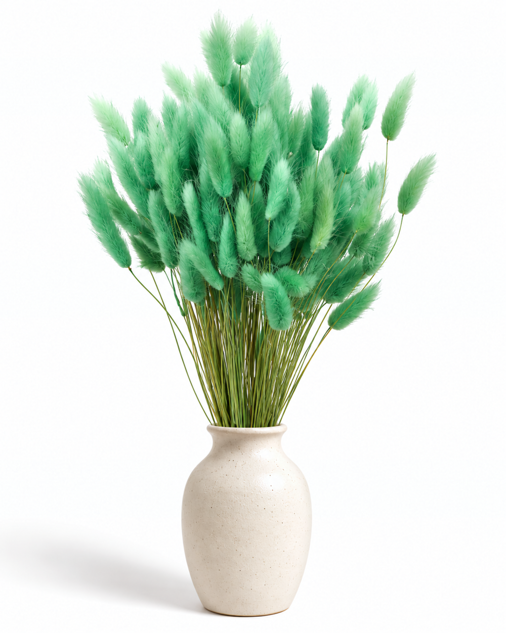 Dried Lagurus Bunny Tails Bunch - Mint - 50 Stems / 60 cm