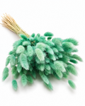 Dried Lagurus Bunny Tails Bunch - Mint - 50 Stems / 60 cm