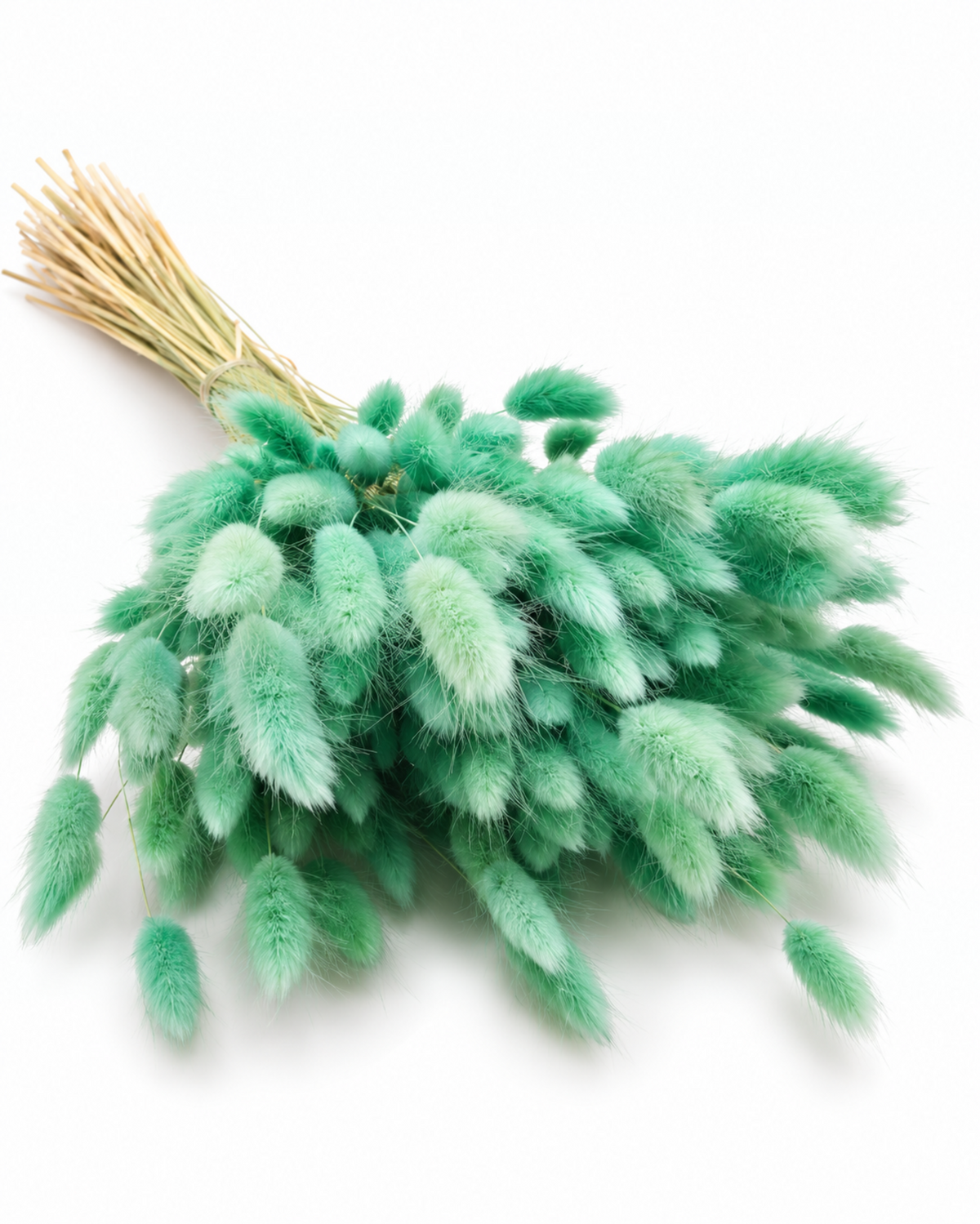 Dried Lagurus Bunny Tails Bunch - Mint - 50 Stems / 60 cm