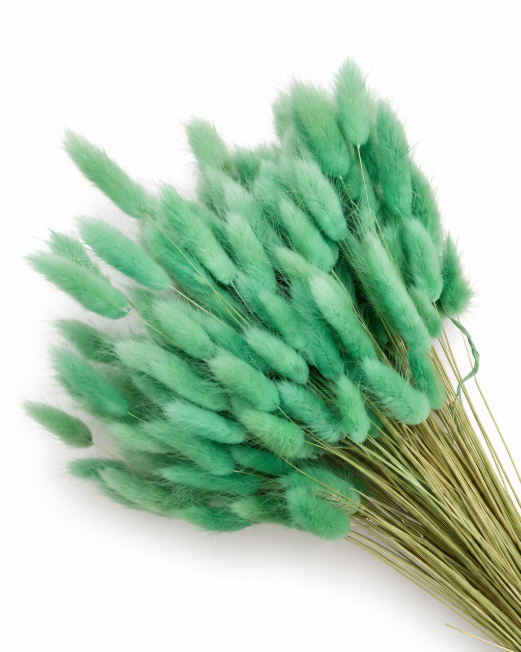 Dried Lagurus Bunny Tails Bunch - Mint - 50 Stems / 60 cm