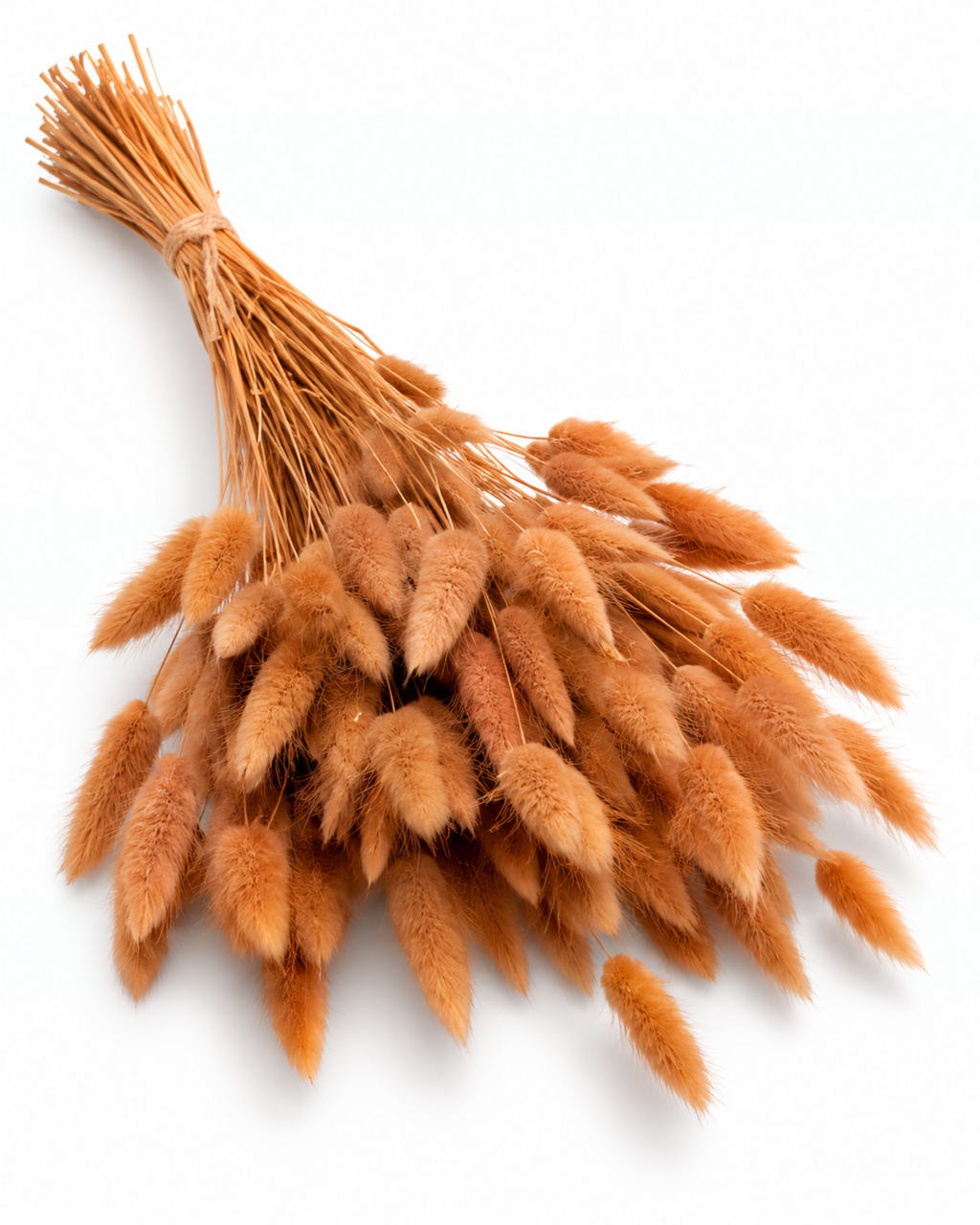 Preserved Lagurus — Caramel Brown