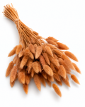 Preserved Lagurus — Caramel Brown