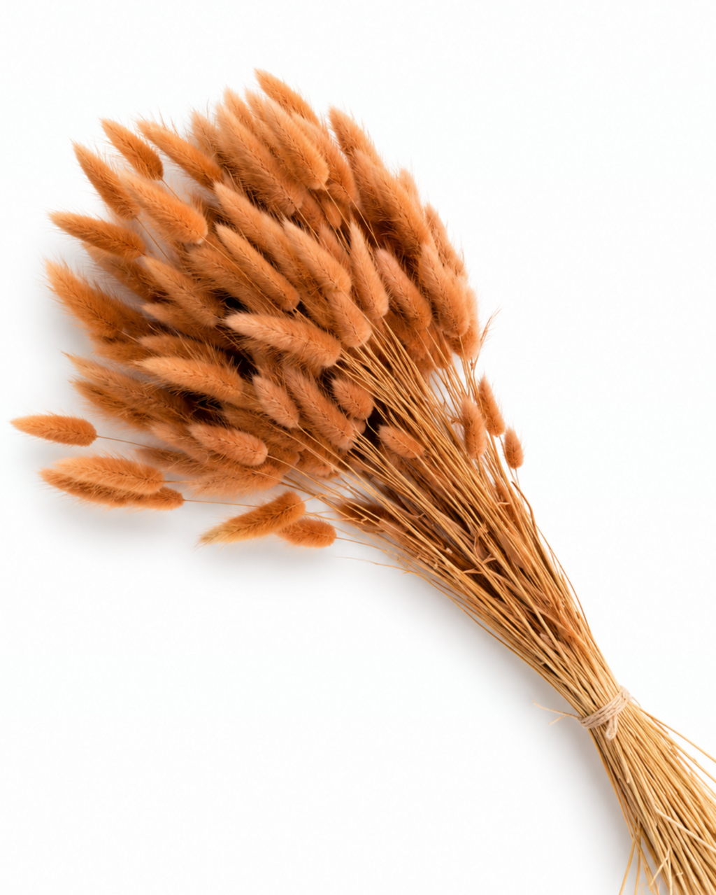 Preserved Lagurus — Caramel Brown