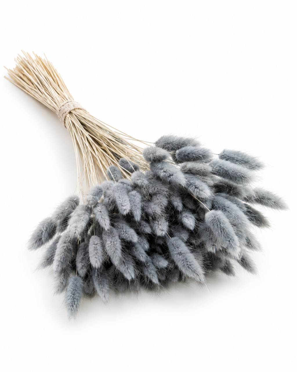 Dried Lagurus Bunny Tails Bunch - Grey - 50 Stems / 60 cm