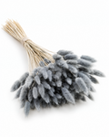 Dried Lagurus Bunny Tails Bunch - Grey - 50 Stems / 60 cm