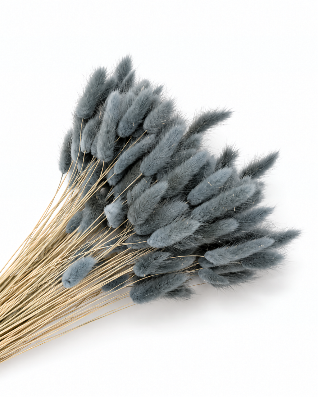 Dried Lagurus Bunny Tails Bunch - Grey - 50 Stems / 60 cm