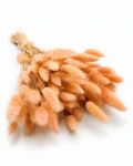 Dried Lagurus Bunny Tails Bunch - Peach - 50 Stems / 60 cm