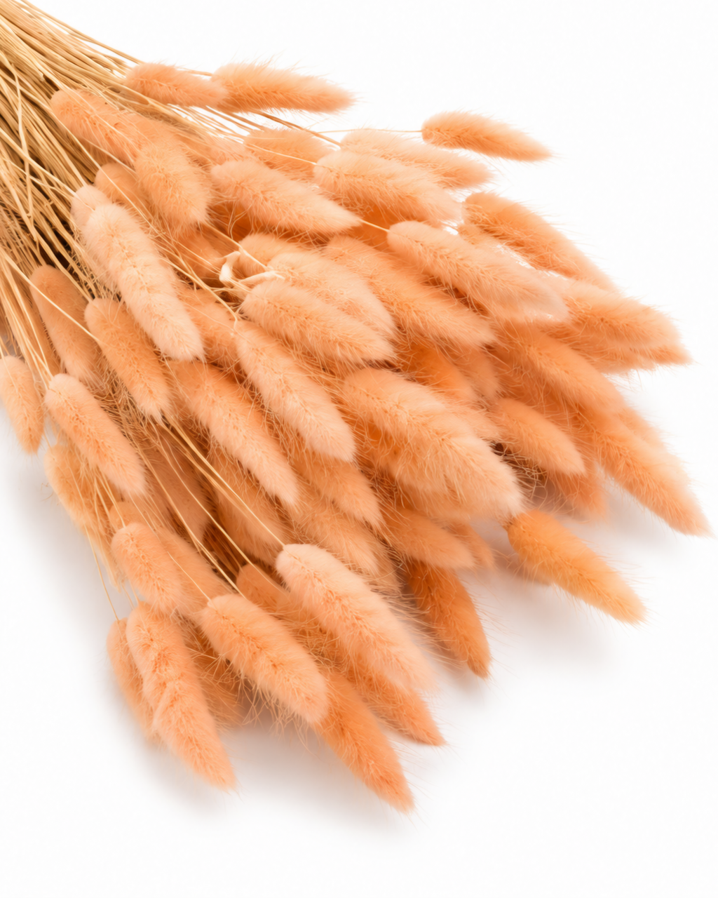 Dried Lagurus Bunny Tails Bunch - Peach - 50 Stems / 60 cm