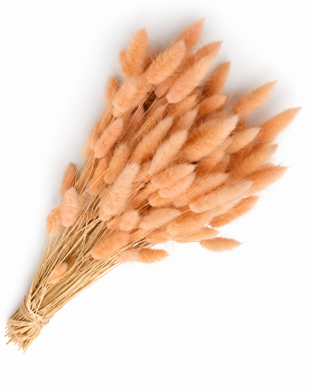 Dried Lagurus Bunny Tails Bunch - Peach - 50 Stems / 60 cm