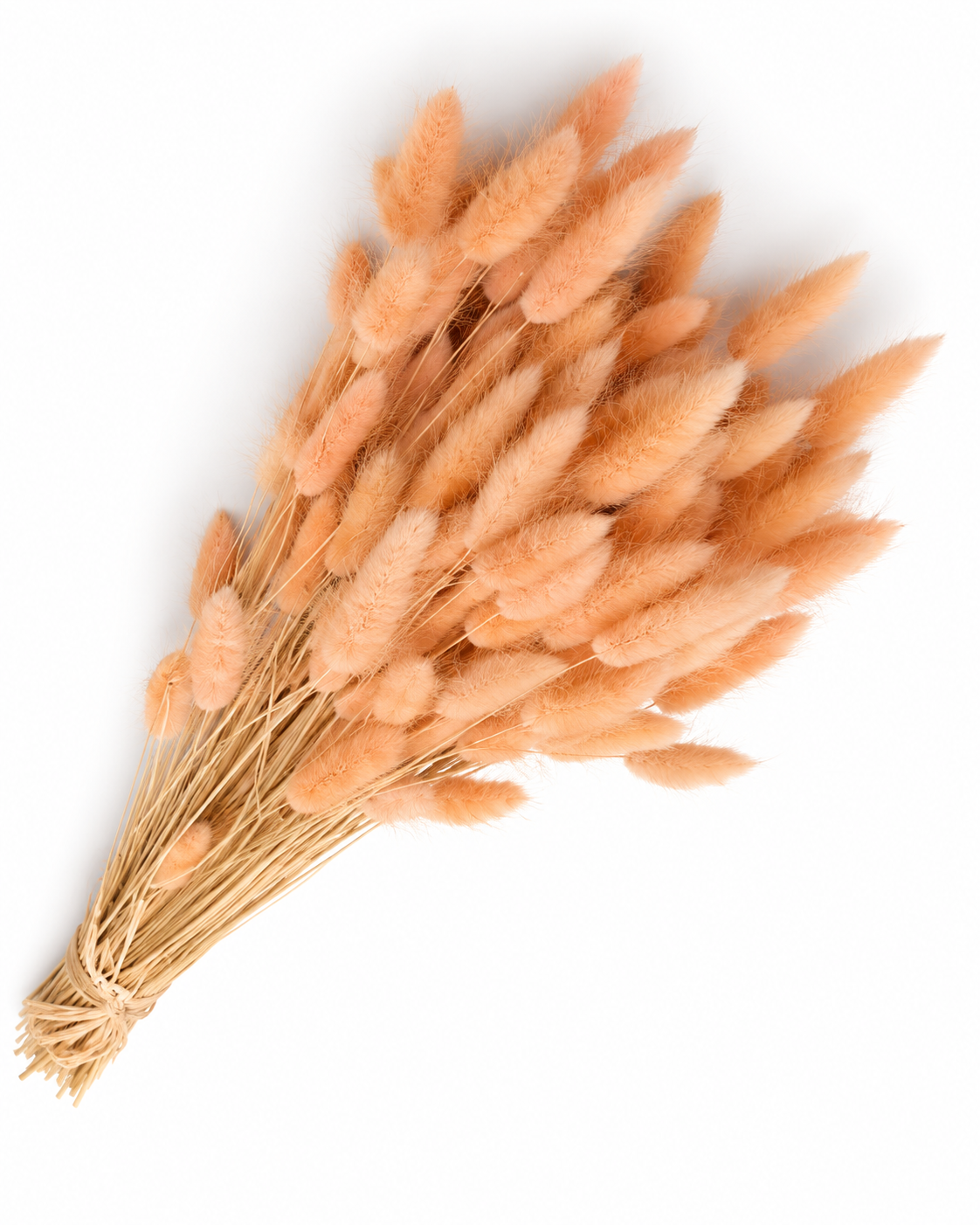 Dried Lagurus Bunny Tails Bunch - Peach - 50 Stems / 60 cm