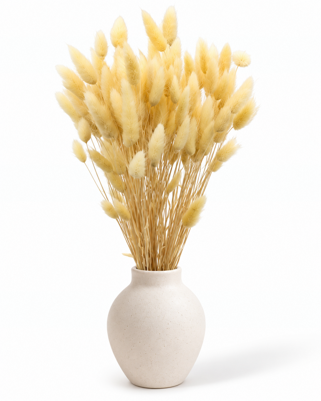 Dried Lagurus Bunny Tails Bunch - Cream - 50 Stems / 60 cm