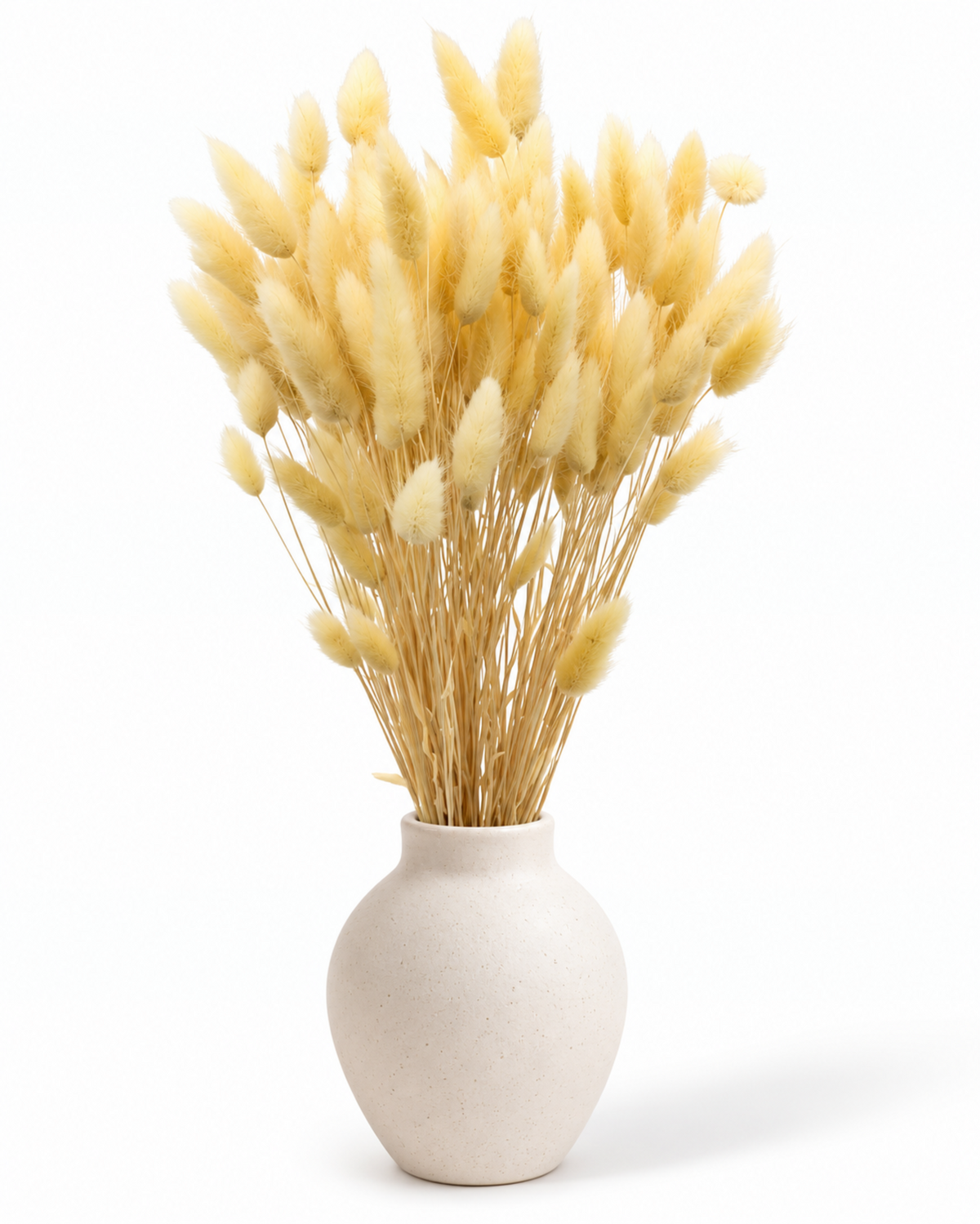 Dried Lagurus Bunny Tails Bunch - Cream - 50 Stems / 60 cm
