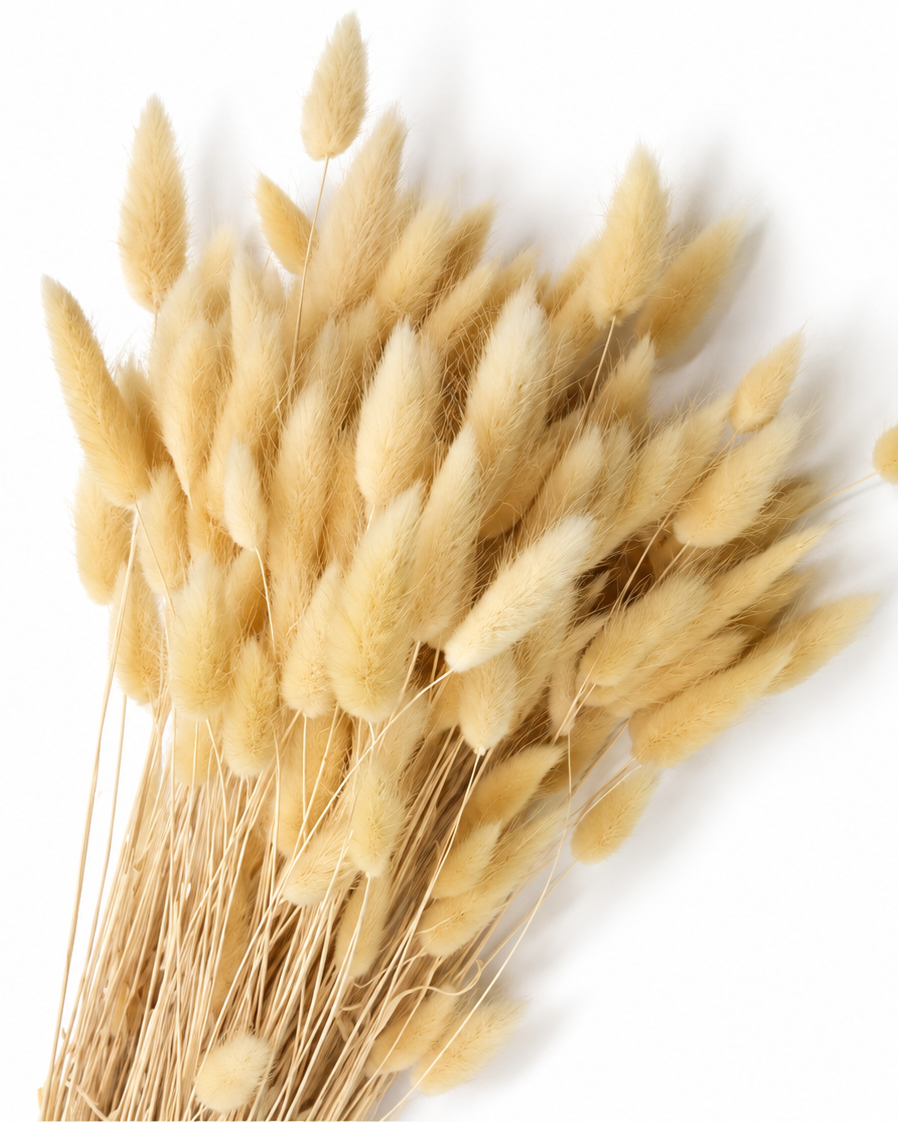Dried Lagurus Bunny Tails Bunch - Cream - 50 Stems / 60 cm