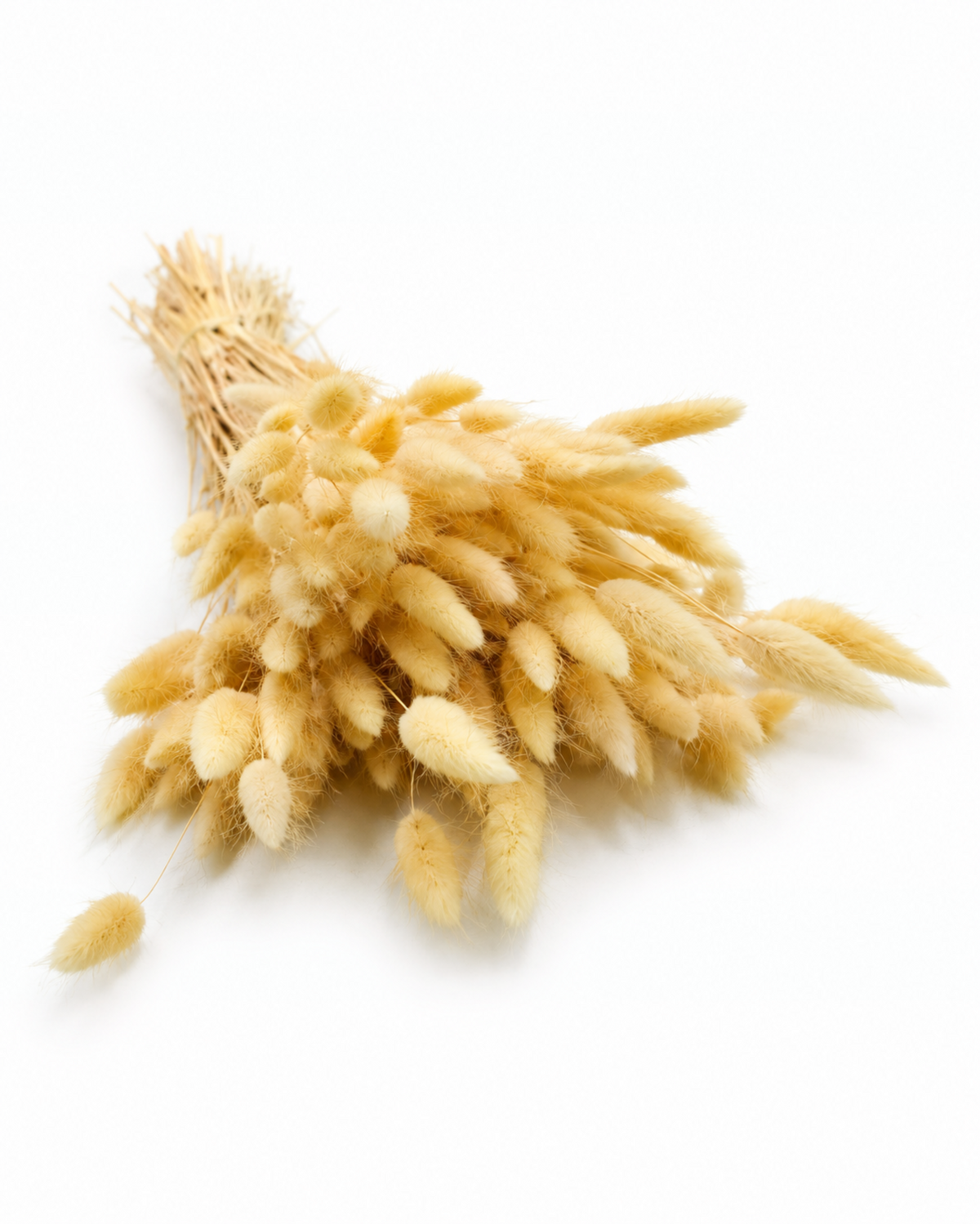 Dried Lagurus Bunny Tails Bunch - Cream - 50 Stems / 60 cm
