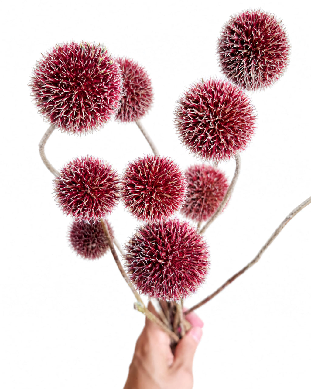 Dried Burgundy Echinops 10 Stems - Globe Thistle Flower Bunch