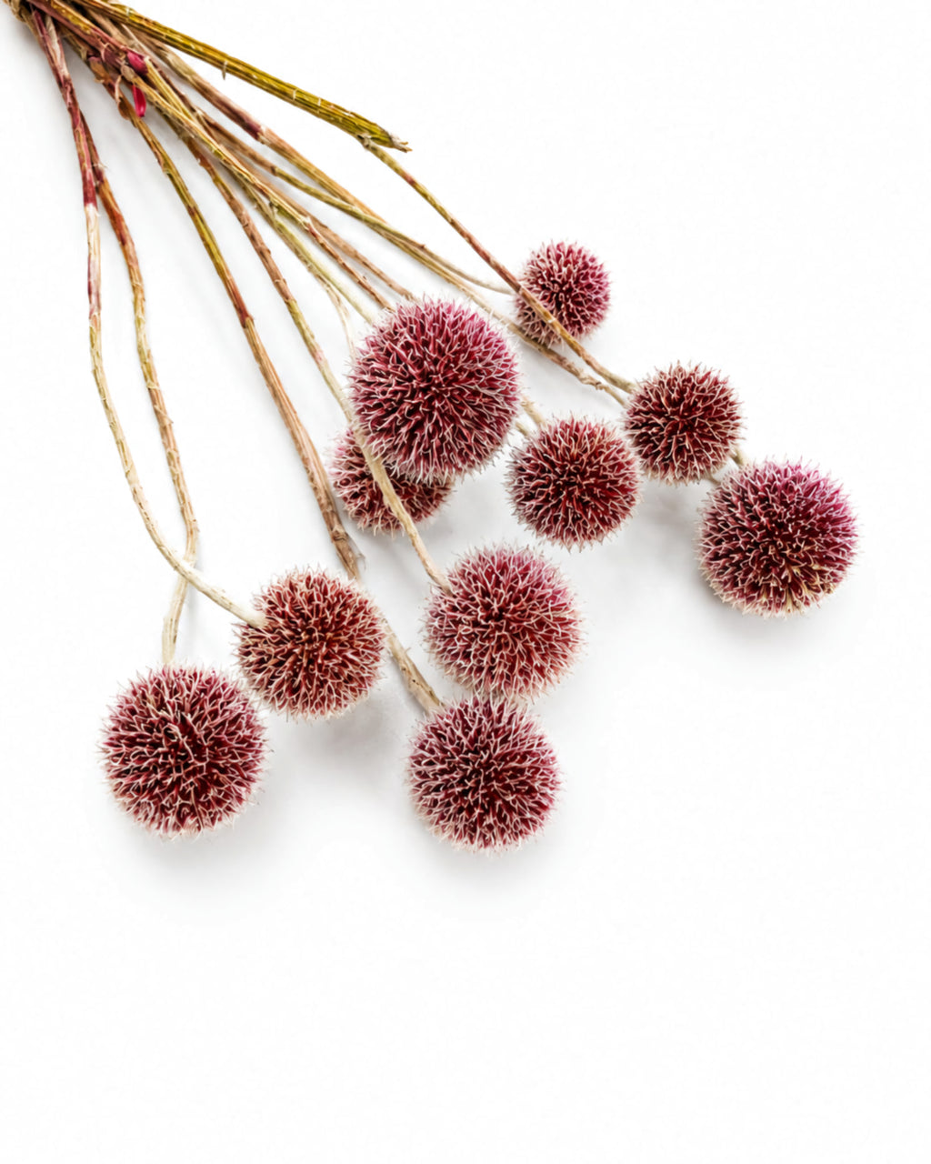 Ten dried burgundy globe thistle stems with round flower heads on white background[span_3](start_span)[span_3](end_span).
