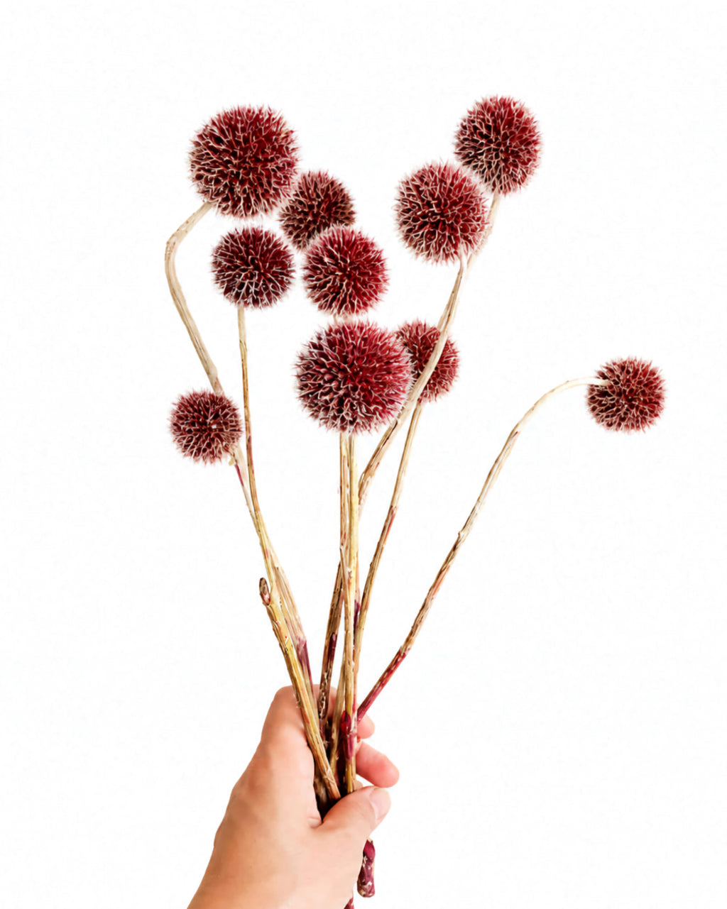 Hand holding a bunch of burgundy dried echinops globe thistle flowers[span_2](start_span)[span_2](end_span).
