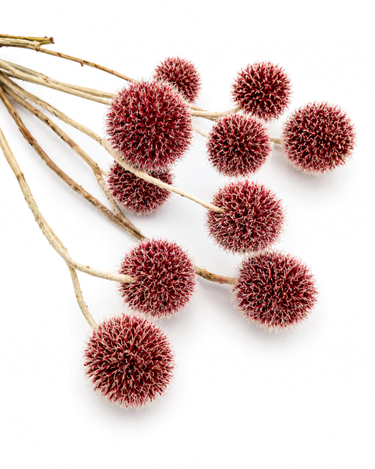 Dried Burgundy Echinops 10 Stems - Globe Thistle Flower Bunch