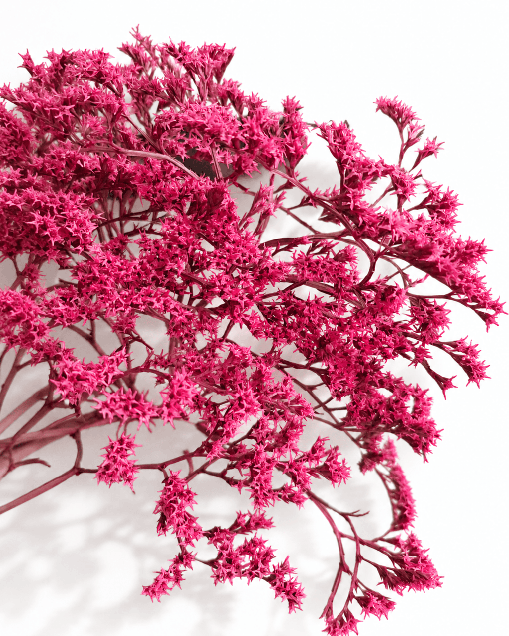 Dried Magenta Limonium Stems - 20-25cm Tartarian Statice Bunch (3 Stems) - Dried Flower Stems - Flor Chama Do Algarve