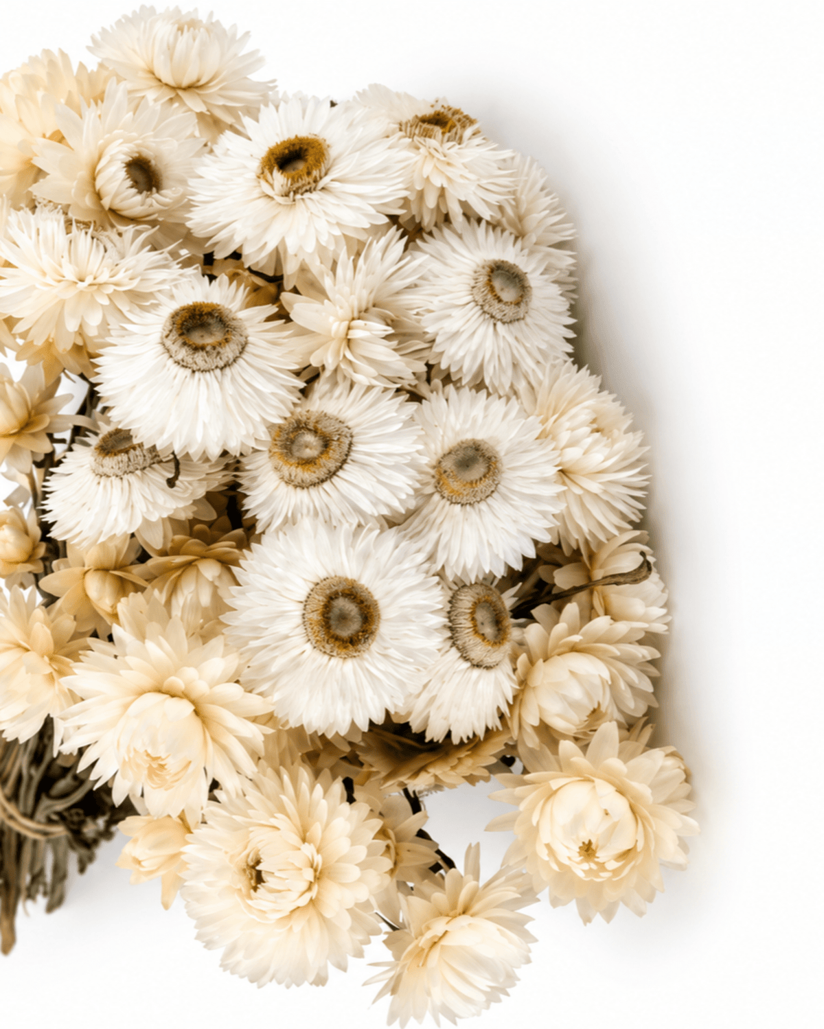 Dried White Helichrysum Stems - 35-40cm Strawflower Bunch (20-25 Stems) - Dried Flower Stems - Flor Chama Do Algarve