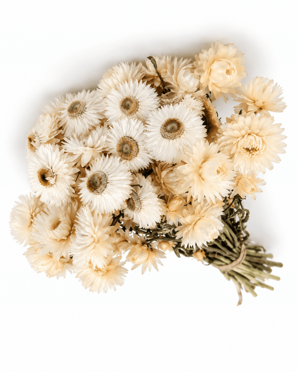 Dried White Helichrysum Stems - 35-40cm Strawflower Bunch (20-25 Stems) - Dried Flower Stems - Flor Chama Do Algarve