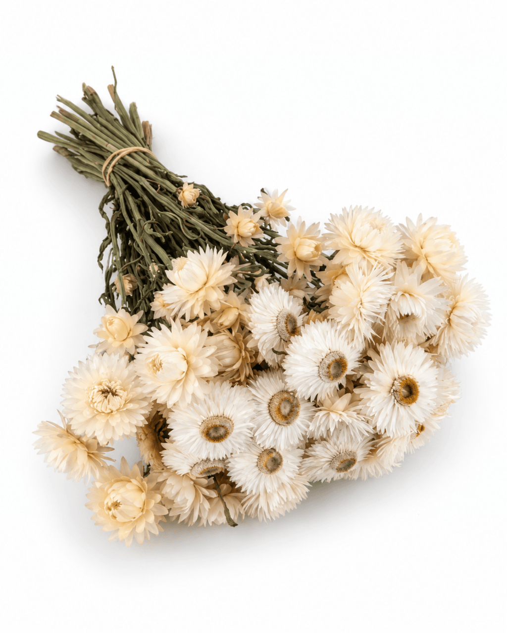 Dried White Helichrysum Stems - 35-40cm Strawflower Bunch (20-25 Stems) - Dried Flower Stems - Flor Chama Do Algarve