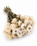 Dried White Helichrysum Stems - 35-40cm Strawflower Bunch (20-25 Stems) - Dried Flower Stems - Flor Chama Do Algarve