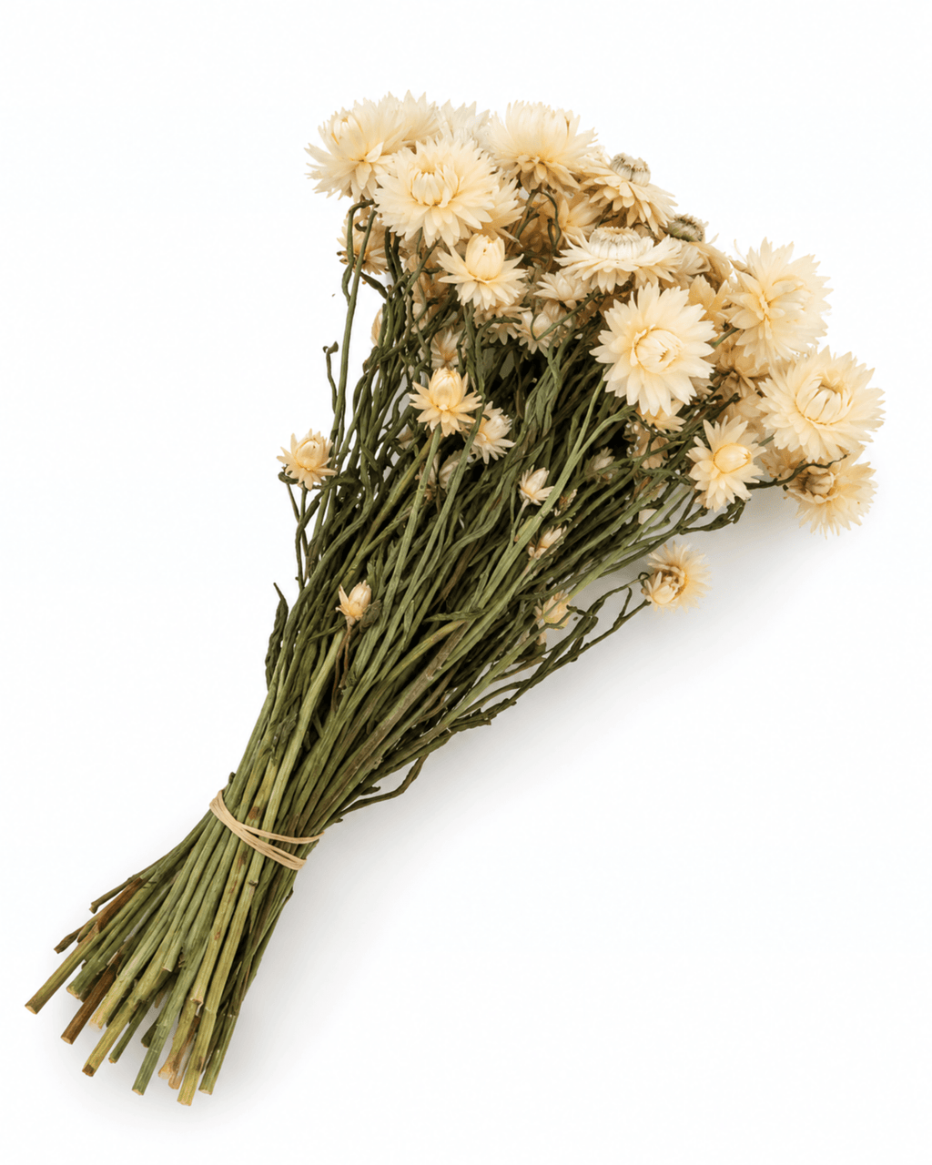 Dried White Helichrysum Stems - 35-40cm Strawflower Bunch (20-25 Stems) - Dried Flower Stems - Flor Chama Do Algarve