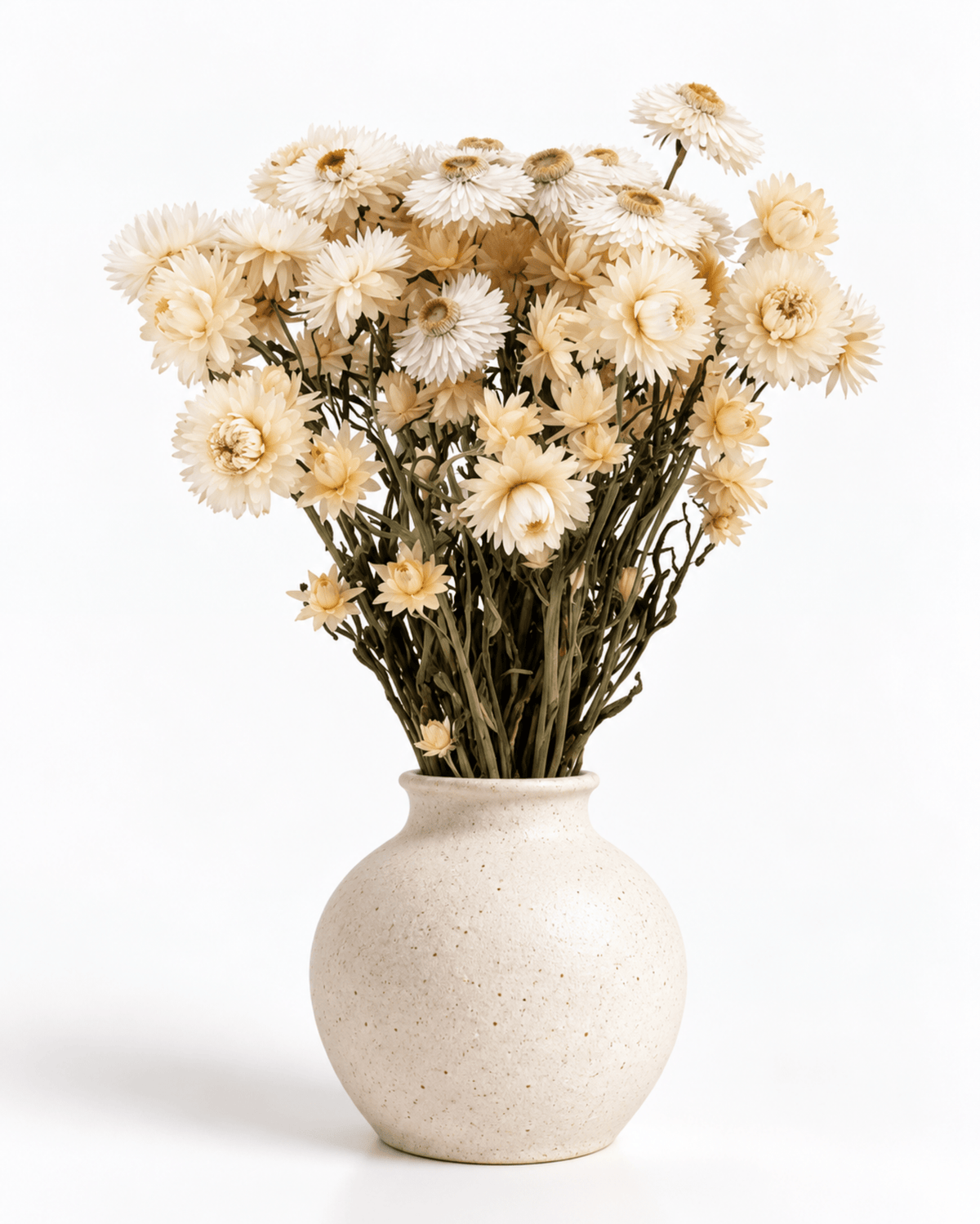 Dried White Helichrysum Stems - 35-40cm Strawflower Bunch (20-25 Stems) - Dried Flower Stems - Flor Chama Do Algarve