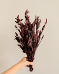 Premium Burgundy Preserved Eucalyptus Bundle