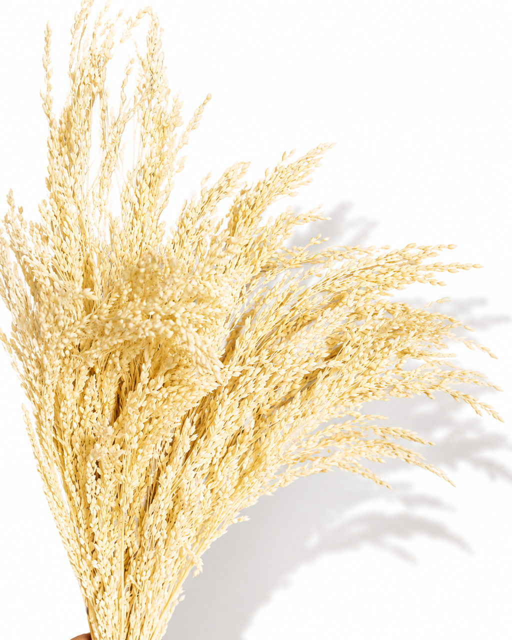 A bouquet of preserved bleached off-white Proso Millet stems reaching upward, showing full soft volume against a clean white backdrop.
