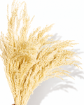 A bouquet of preserved bleached off-white Proso Millet stems reaching upward, showing full soft volume against a clean white backdrop.
