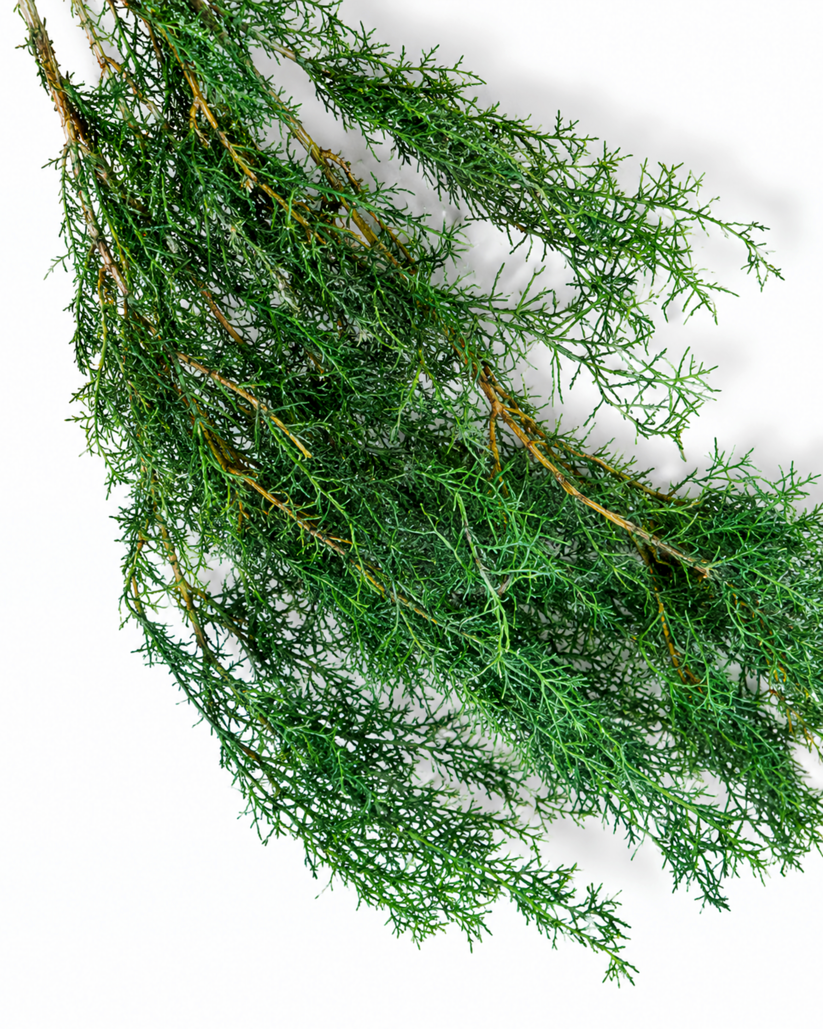 Preserved Juniper Branches - Green Foliage