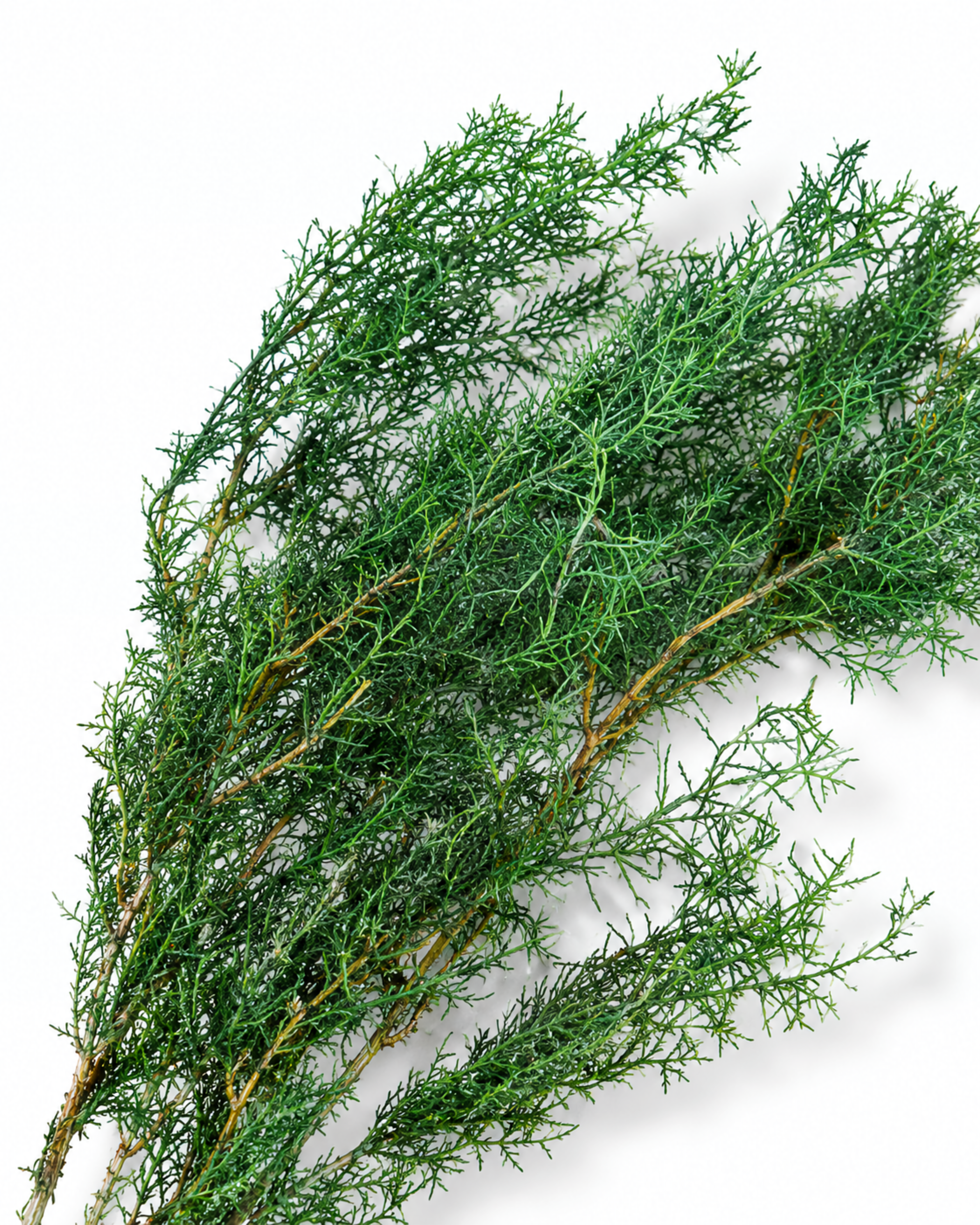 Stabilized Juniper Branch