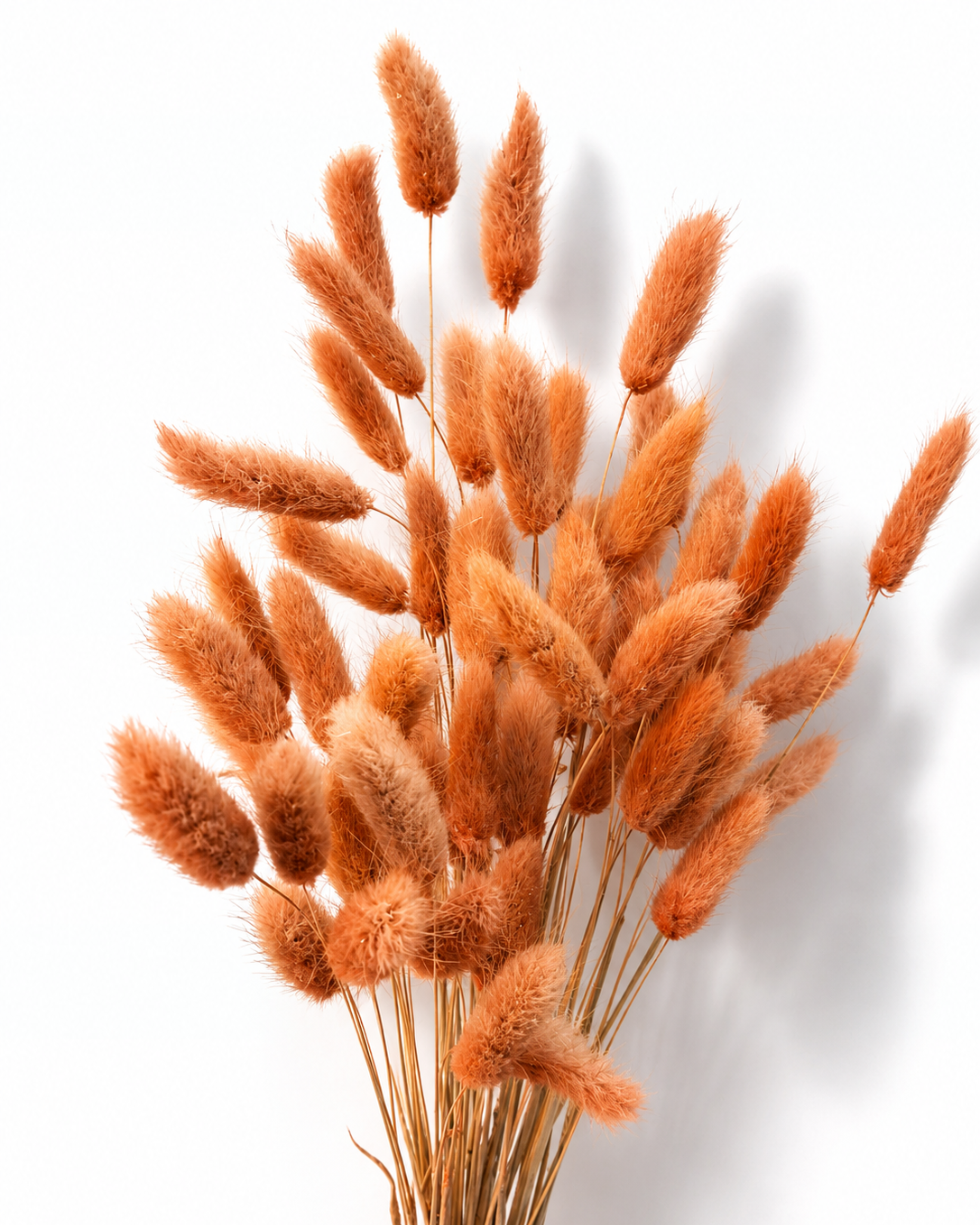 Full bundle of 50 preserved terracotta Lagurus stems with fluffy bunny tails standing on a white backdrop.
