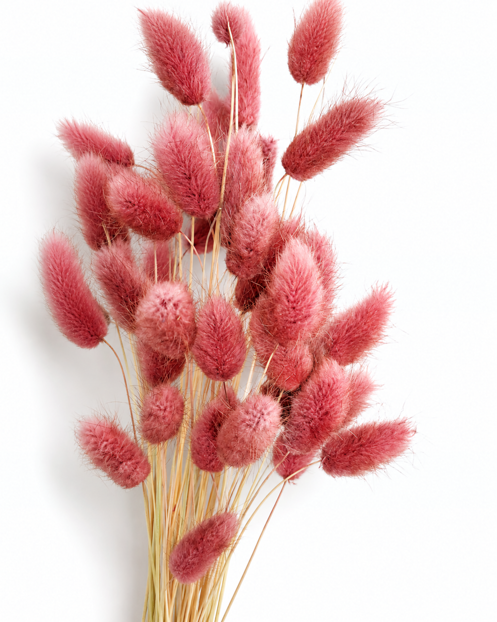 Fluffy pink rabbit tail grass bouquet on a clean background, ideal focal material for modern minimalist flower arrangements.
