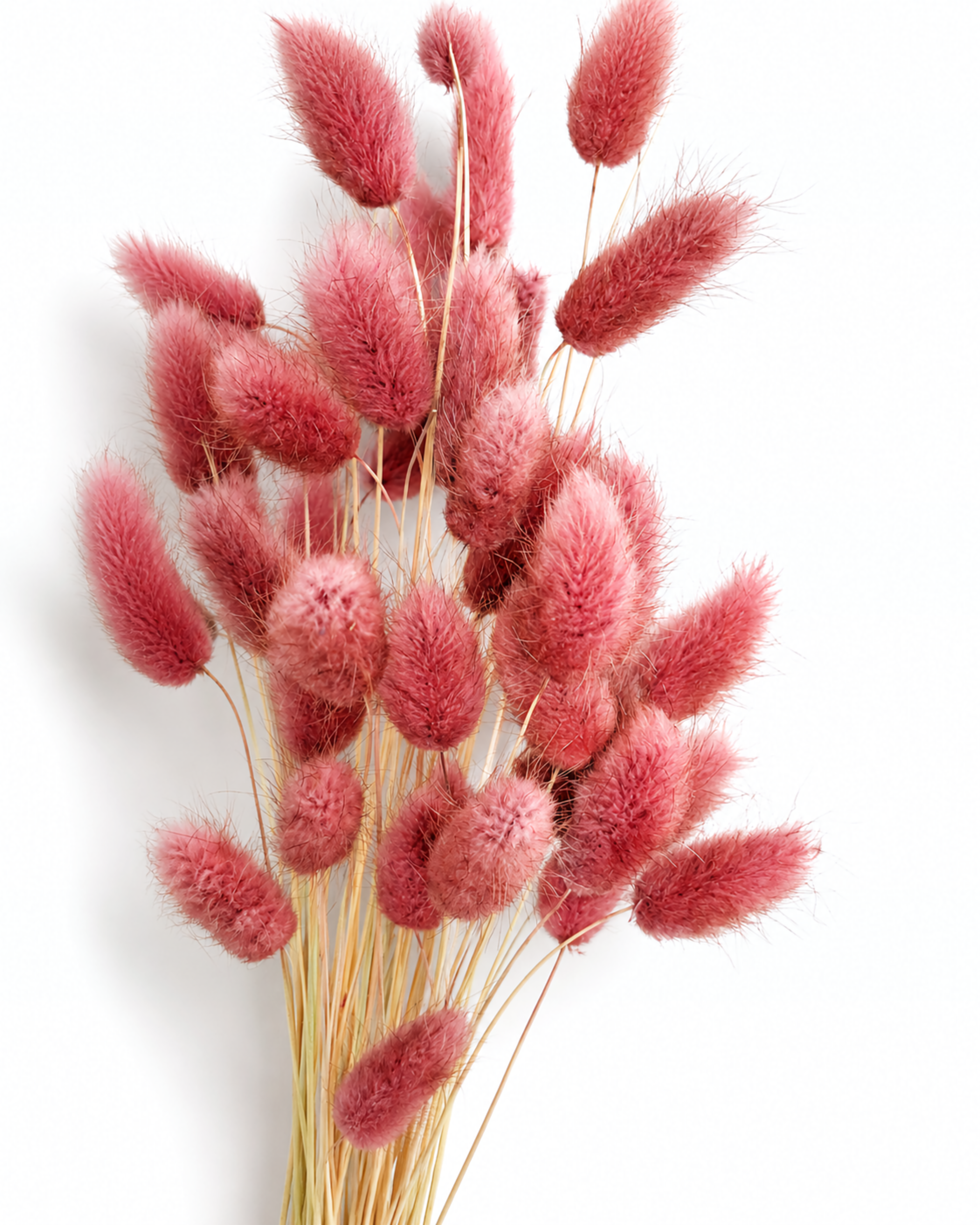 Fluffy pink rabbit tail grass bouquet on a clean background, ideal focal material for modern minimalist flower arrangements.