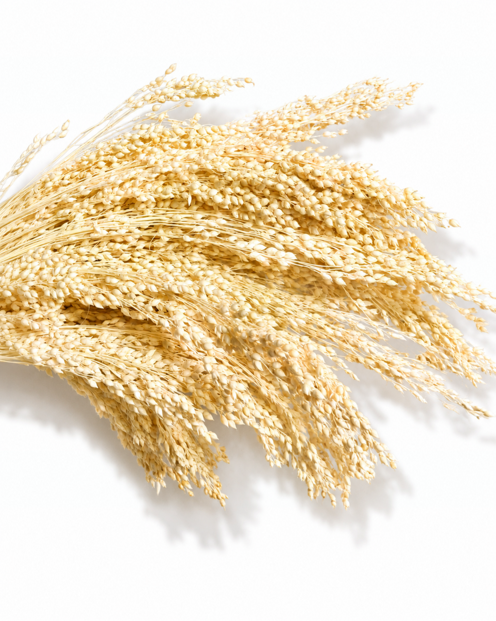 Preserved Bleached Proso Millet Stems - Cream Broomcorn