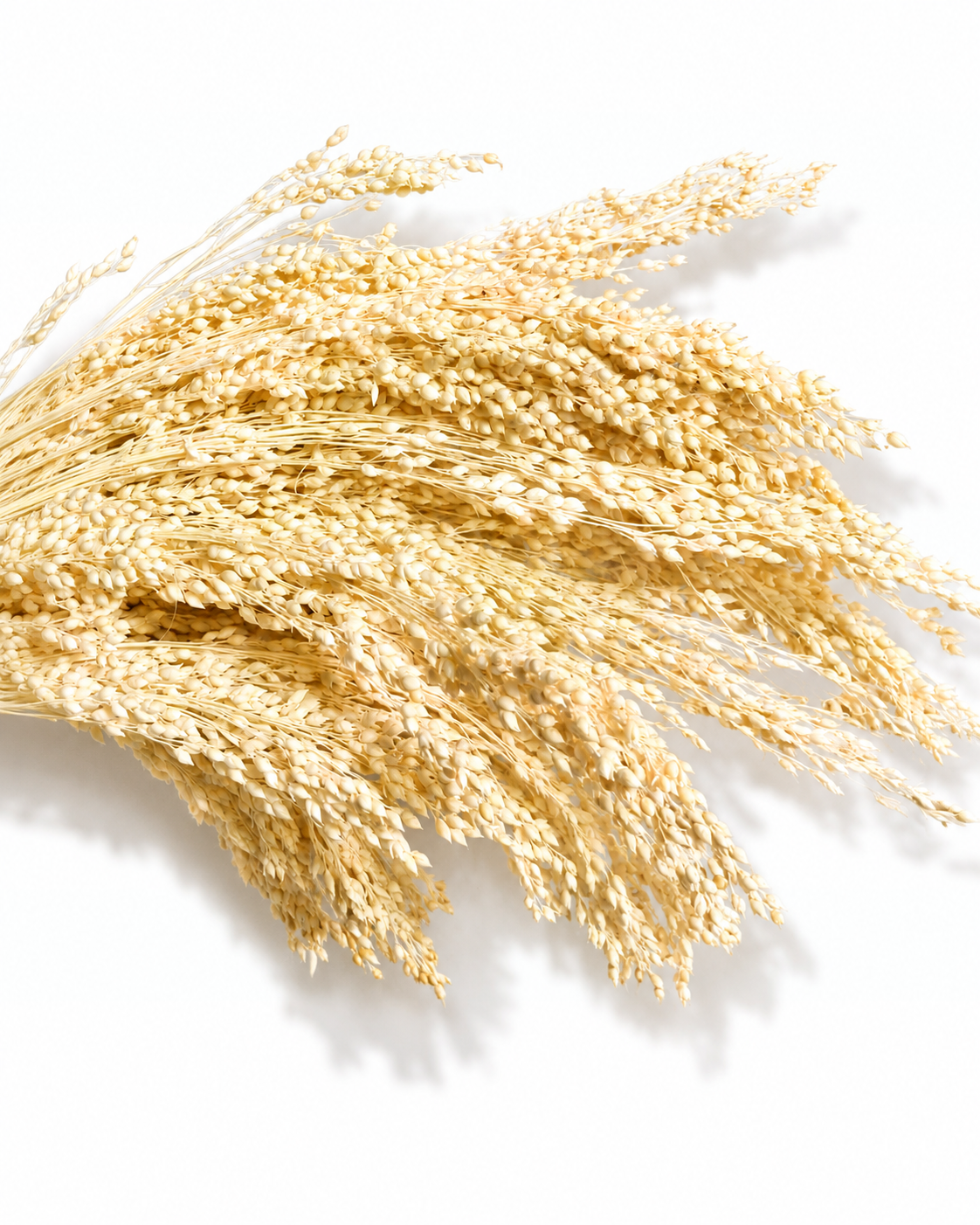Preserved Bleached Proso Millet Stems - Cream Broomcorn
