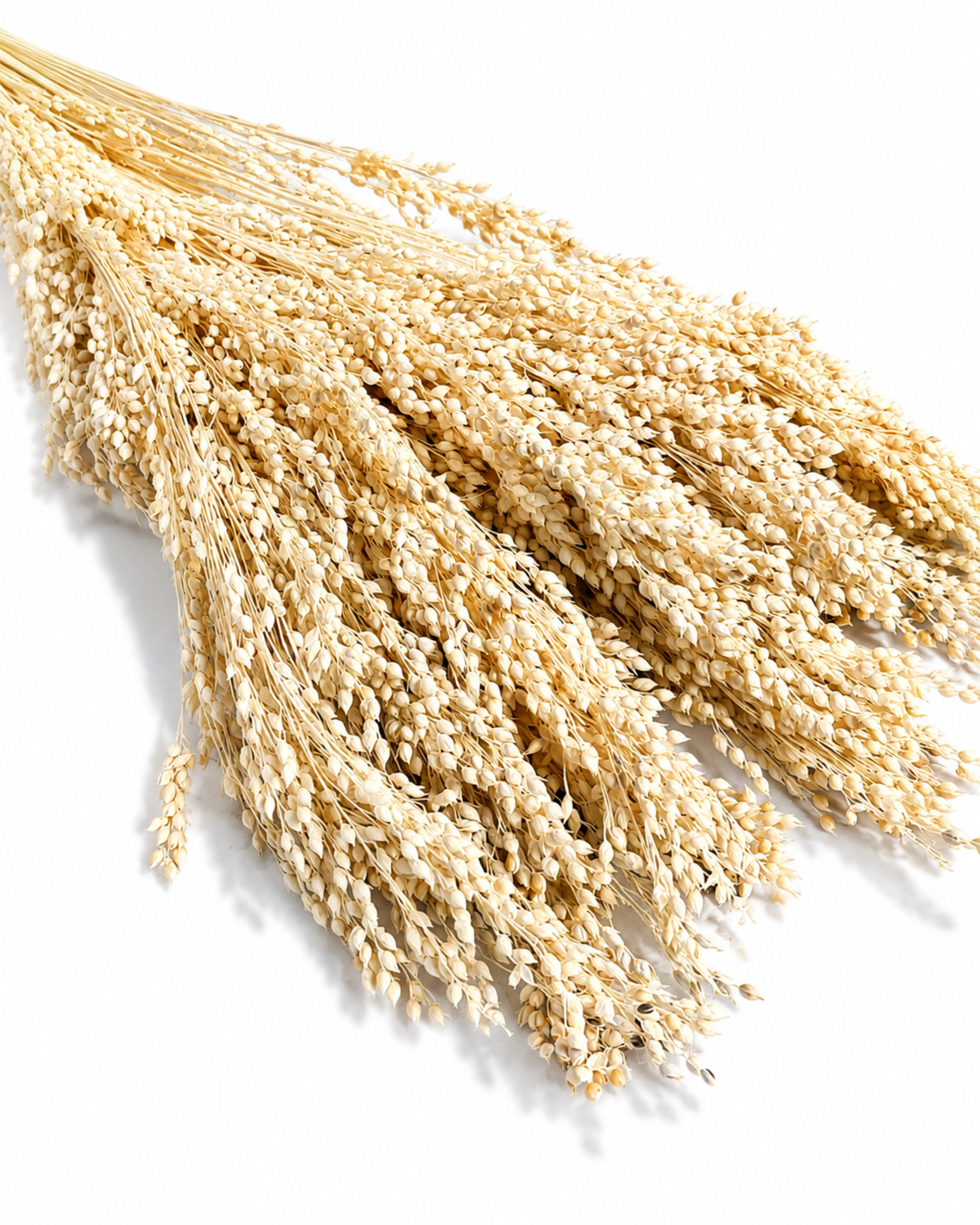 A tied 50g bundle of preserved cream Panicum millet stems laid diagonally, highlighting its 40-45 cm stem length and light texture on a white studio setting.

